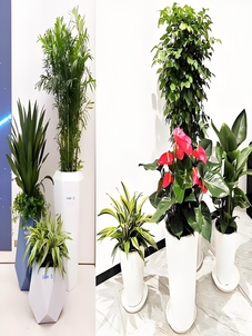 前湾绿植租摆方案大公开，点亮办公新环境